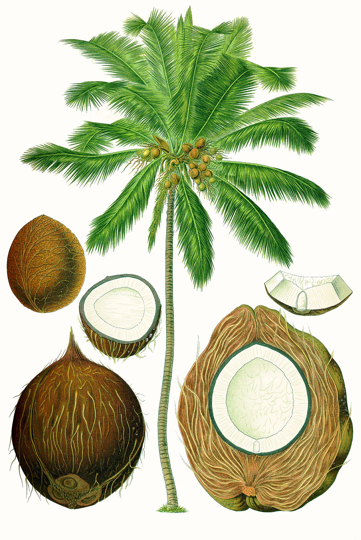 (c) Coconutseller.in