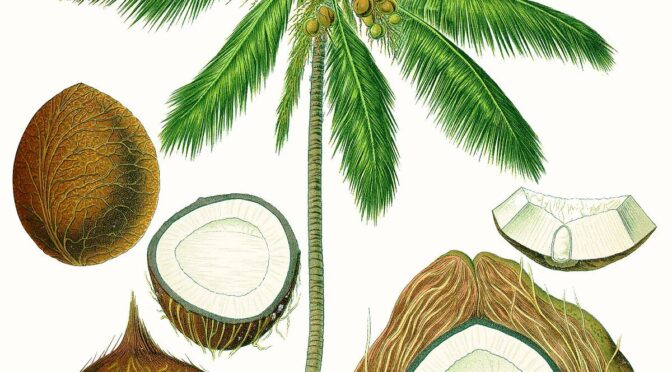 Coconut Tree for Tender coconut and husked