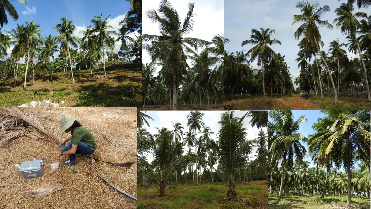 Coconut Climate and soil