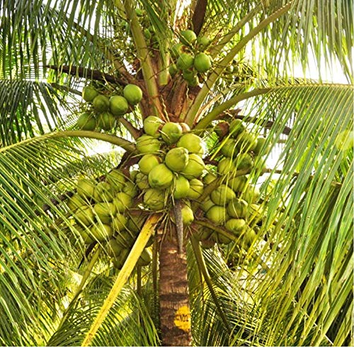 Coconut production in Kerala - Coconut Seller India
