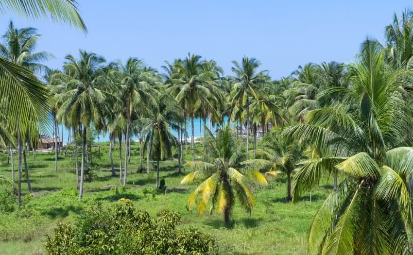 Coconut-Tree-group