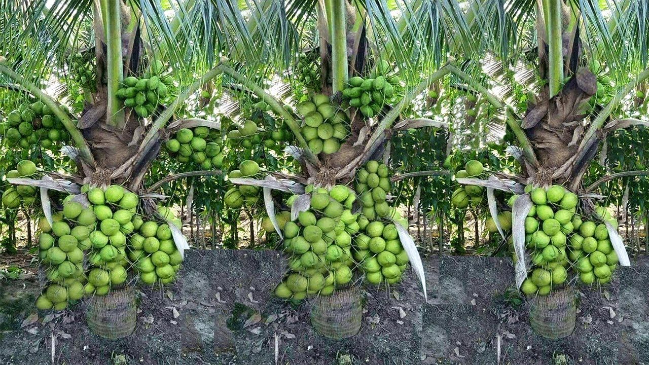 Coconut cultivation