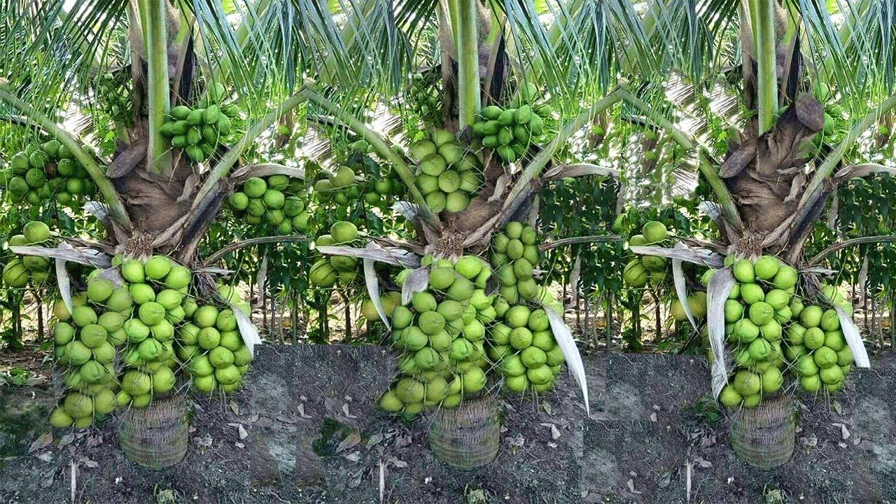 coconut-cultivation-in-india-coconut-seller-india