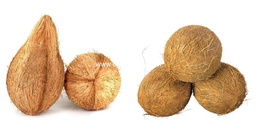 Husked and semi husked coconuts