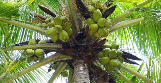 Coconut Varieties and hybrids