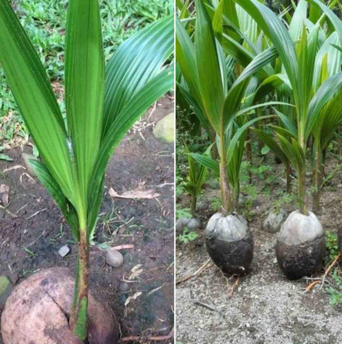 coconut seeds plant