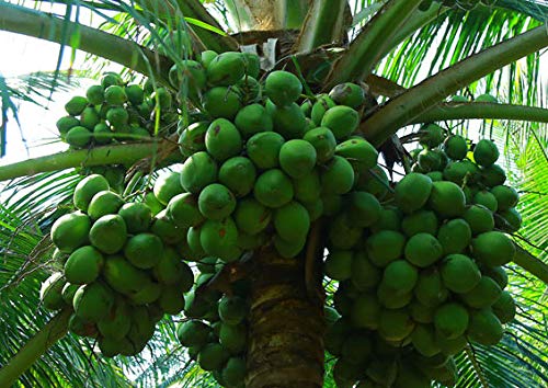 Hybrid coconut tree