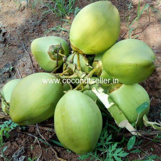 Farm Fresh Tender Coconut