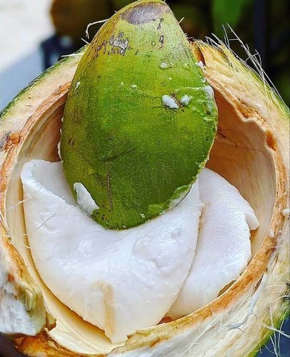 tender coconut malai