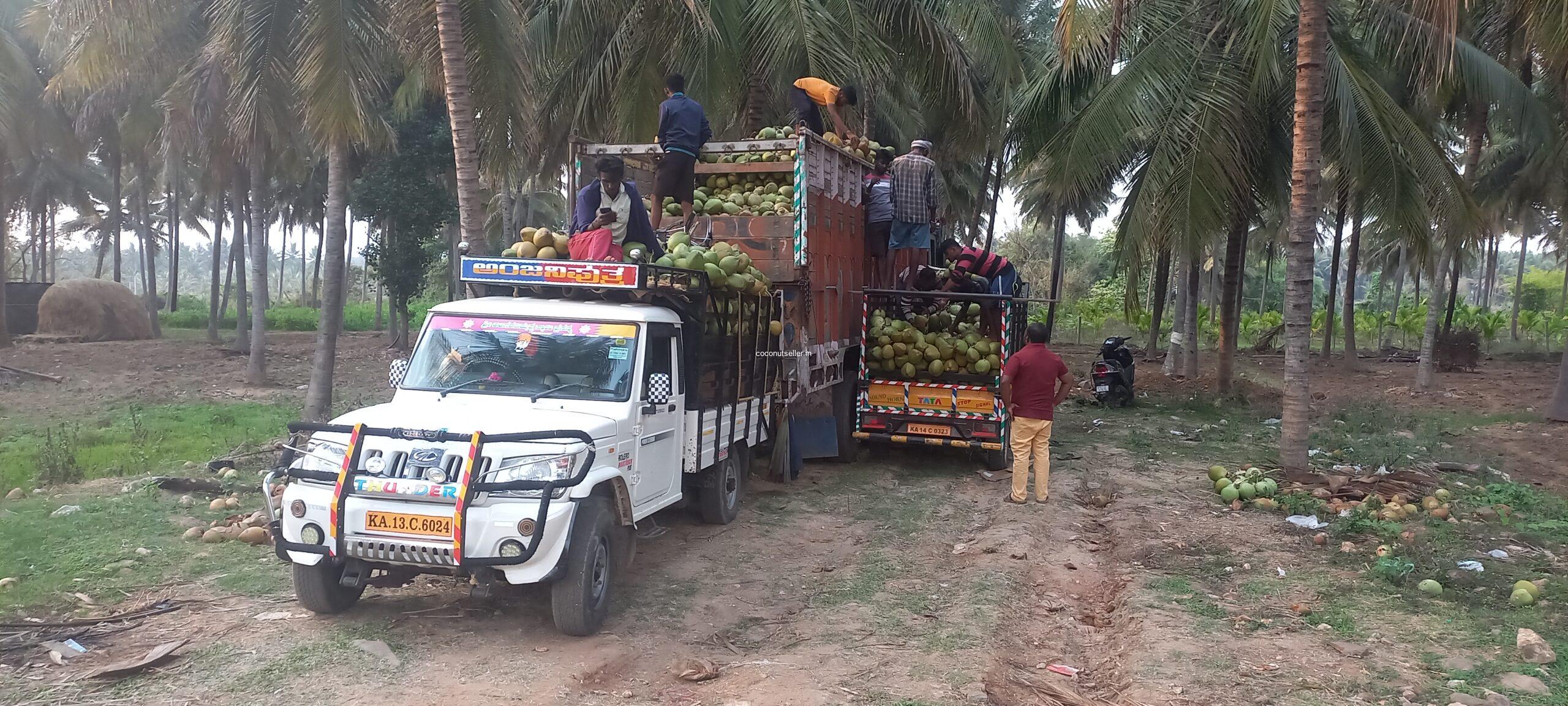 Tender coconut loading