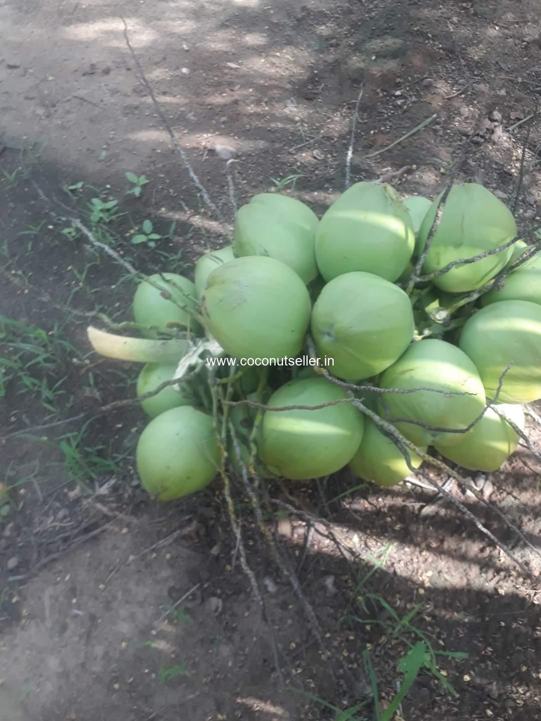 Tender Coconut Bunches