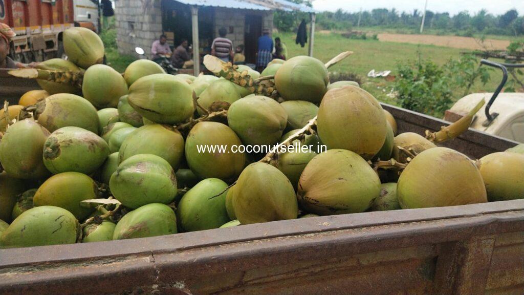 Karnataka Tender Coconut Available In Best Price - Coconut Seller India