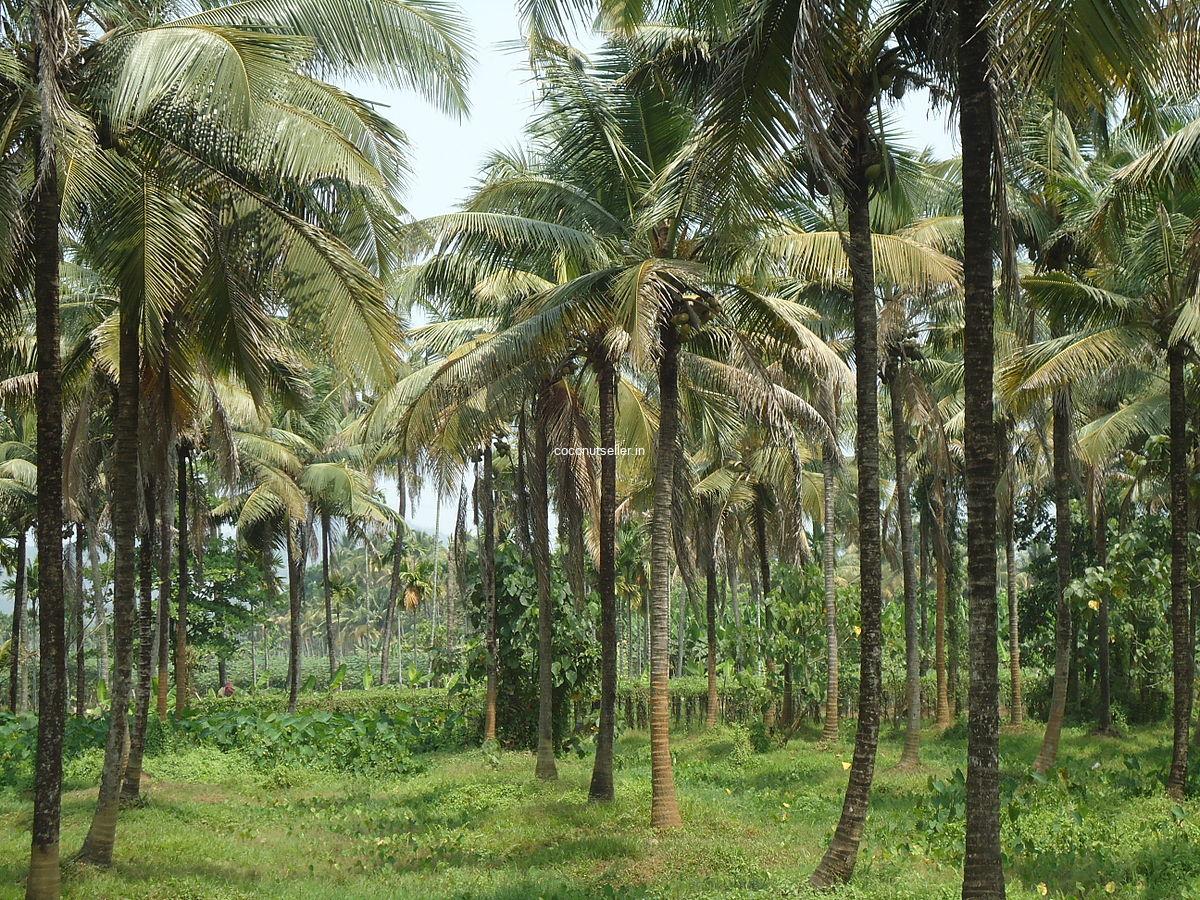 Coconut_Tree_Farm