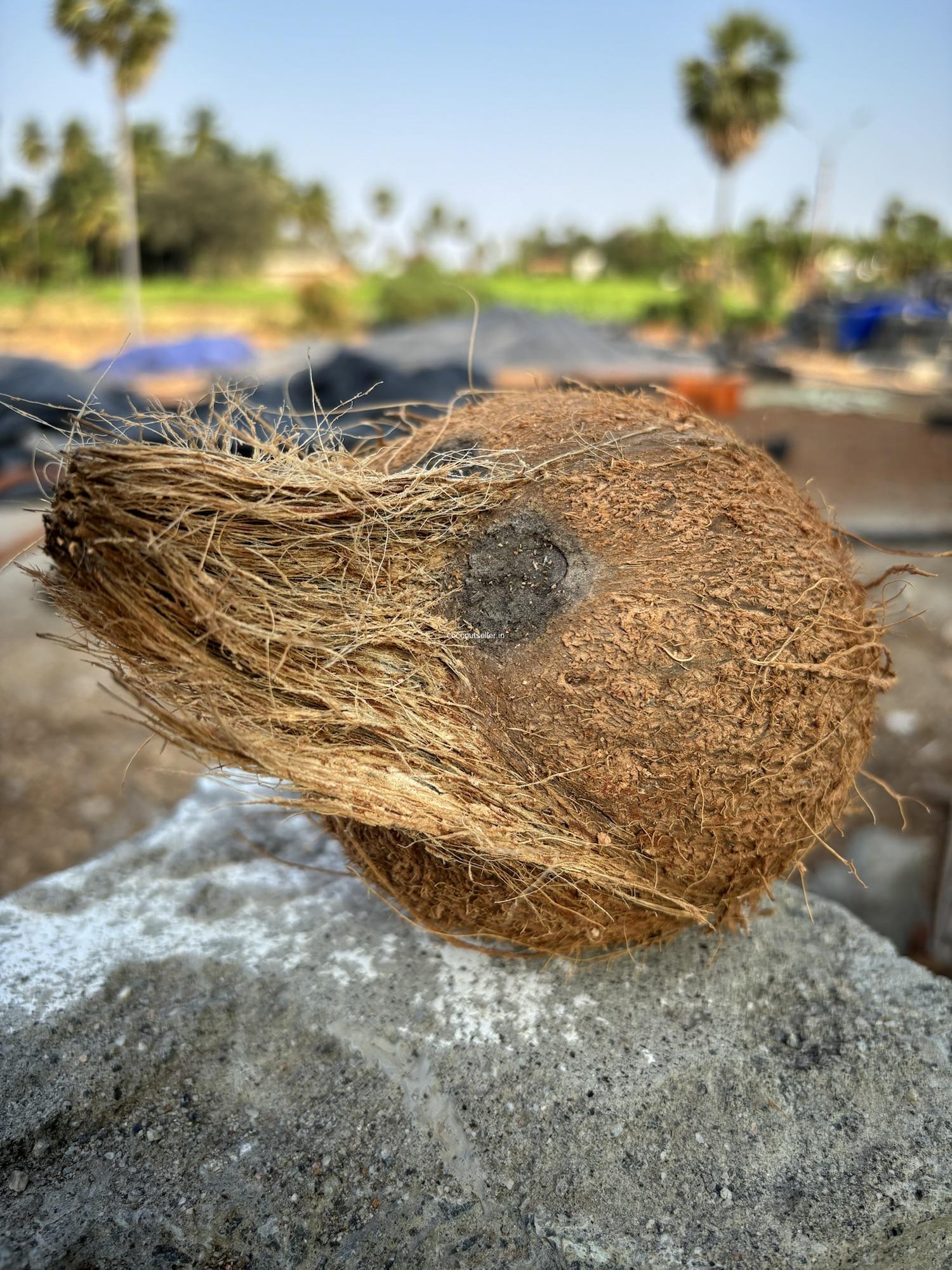 First quality semi husked coconut