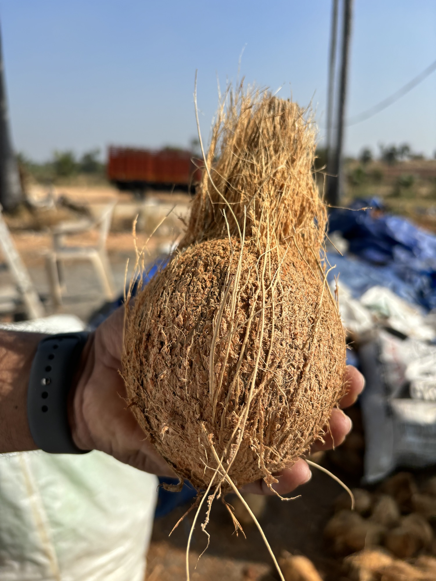 Fresh semi husked coconut export quality