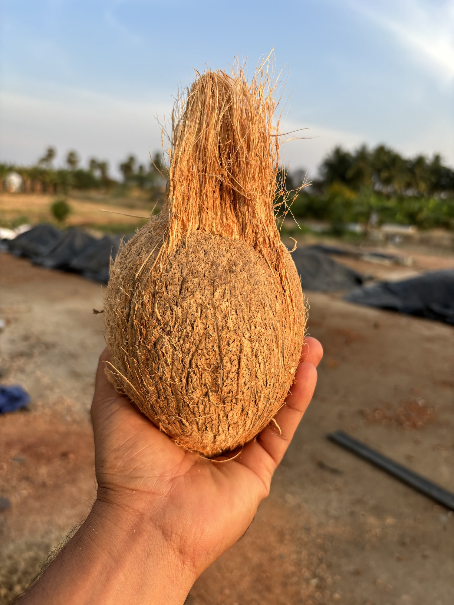 Fresh semi husked coconut export