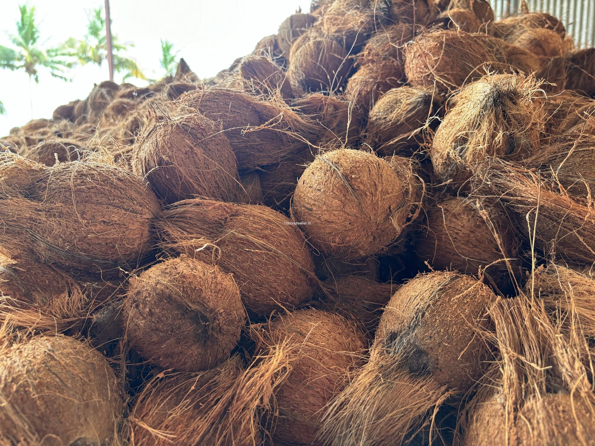 Fresh semi husked coconuts