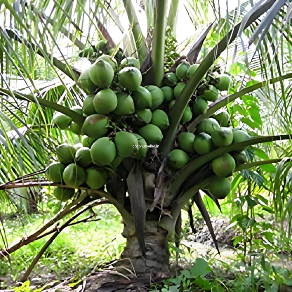 Tall x Dwarf hybrids coconut varieties