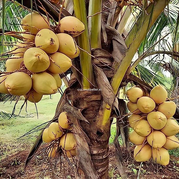 Yellow Malayan Dwarf Coconut Tree