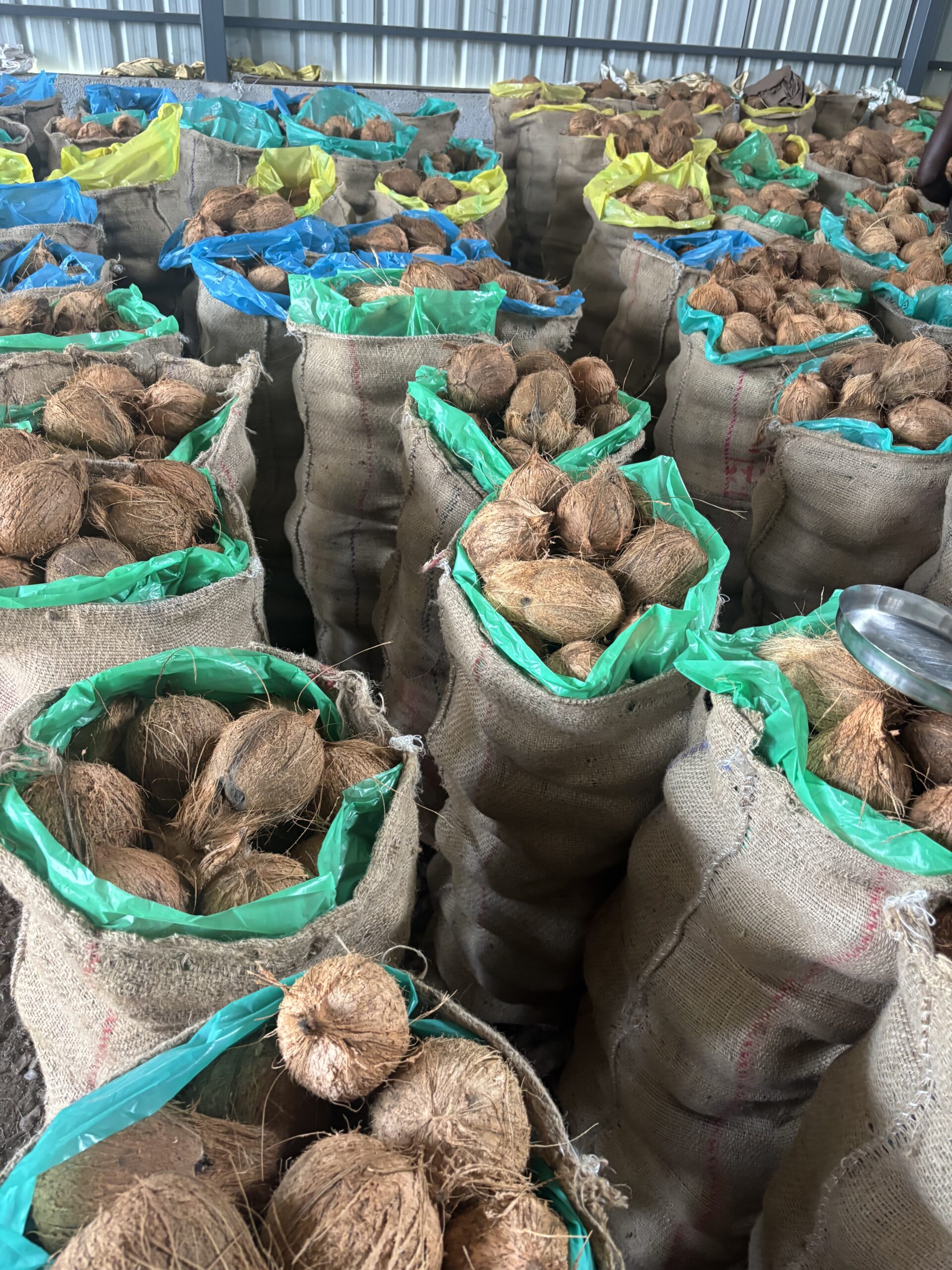 Fresh matured and semi-husked coconuts for wholesale and export supply from Coconut Seller India.